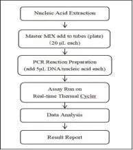 Fluorescent PCR Method Monkeypox Virus Nucleic Acid Detection Kit