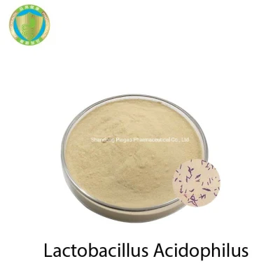 Probióticos Lactobacillus Acidophilus de Grau Alimentício Atacado