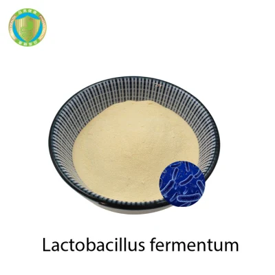 Venda de fábrica Lactobacillus Fermentum Live Probiótico em pó de qualidade alimentar